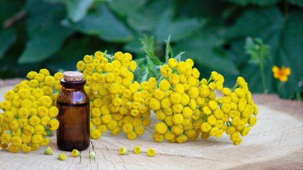 Cây cúc hương ngải thông thường (Tanacetum vulgare) - Sputnik Việt Nam