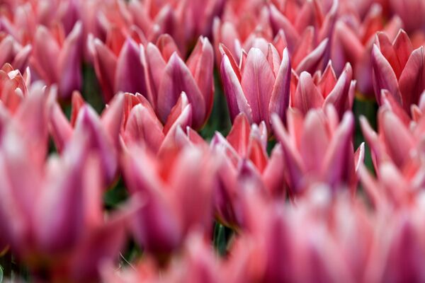 Hoa tulip tại lễ khai mạc cuộc triển lãm Diễu hành hoa Tulip hàng năm tại Vườn bách thảo Nikitsky ở Crưm. - Sputnik Việt Nam