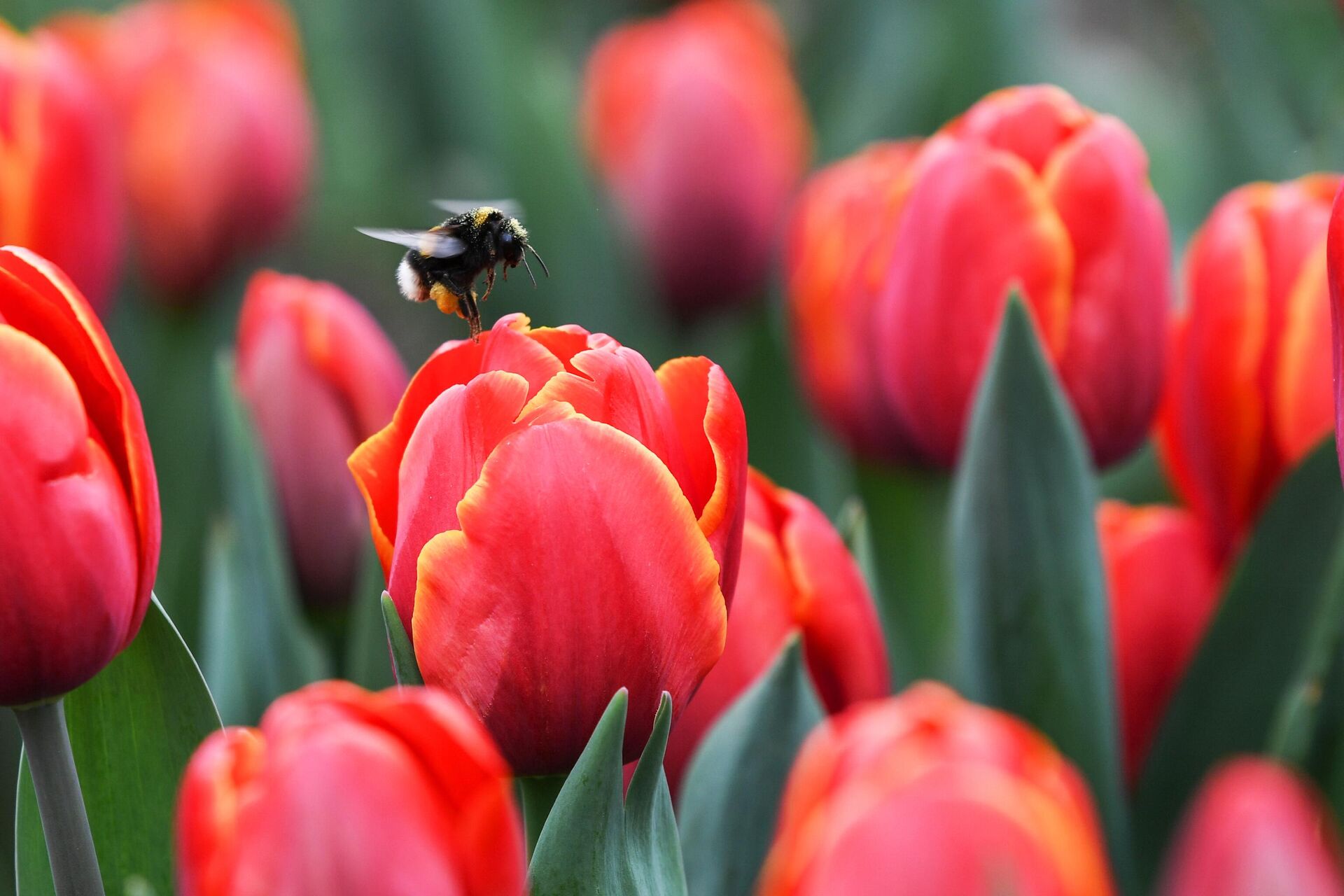 Con ong nghệ thụ phấn cho hoa tulip trong lễ khai mạc cuộc triển lãm Tulip Parade hàng năm tại Vườn bách thảo Nikitsky ở Crưm. - Sputnik Việt Nam, 1920, 22.10.2024