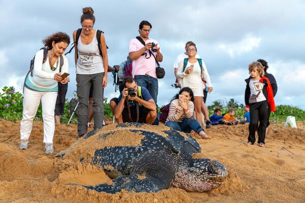 Rùa biển giống Dermochelys coriacea đẻ trứng dưới sự giám sát của các thành viên Hiệp hội Kwata, Guiana thuộc Pháp. - Sputnik Việt Nam