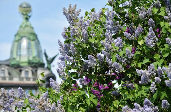 Những bông hoa trên cành tử đinh hương trong công viên trên đường Nevsky Prospekt ở St. Petersburg. - Sputnik Việt Nam