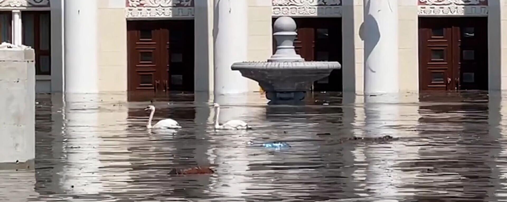 Thiên nga bơi gần Cung văn hóa ở Nova Kakhovka - Sputnik Việt Nam, 1920, 06.06.2023