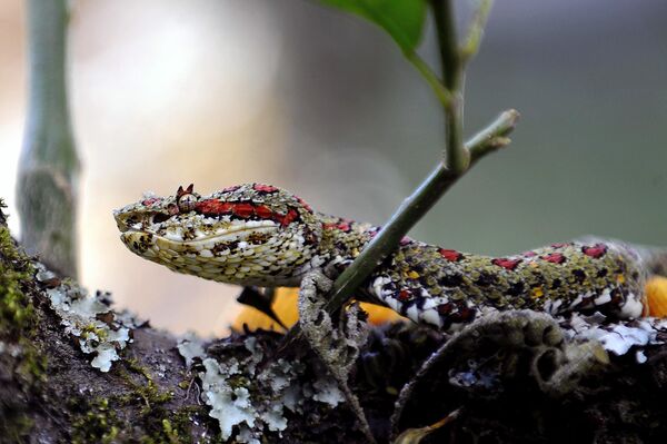 Rắn độc Bocaraka oropel (Bothriechis schlegelii) trong serpentarium của Viện Clodomiro Picado ở Coronado, Costa Rica - Sputnik Việt Nam