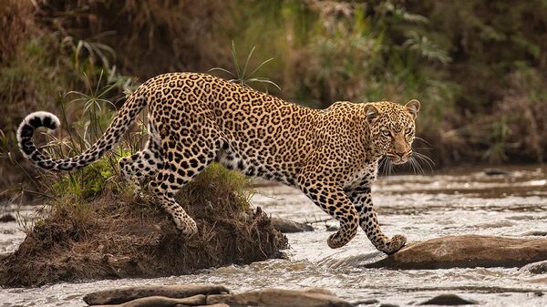 Tác phẩm The catwalk (Đường diễn) của nhà nhiếp ảnh Kenya Shashwat Harish được đánh giá cao ở hạng mục 11-14 Years  (11-14 tuổi) tại Wildlife Photographer of the Year 2023  - Sputnik Việt Nam