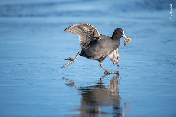 Ảnh Coot on Ice (Quay trên băng) của nhiếp ảnh gia Trung Quốc Zhai Zeyu được đánh giá cao ở hạng mục Wildlife Photographer of the Year 2023 ở hạng mục 10 Years and Under (Nhiếp ảnh gia động vật hoang dã dưới 10 tuổi) - Sputnik Việt Nam