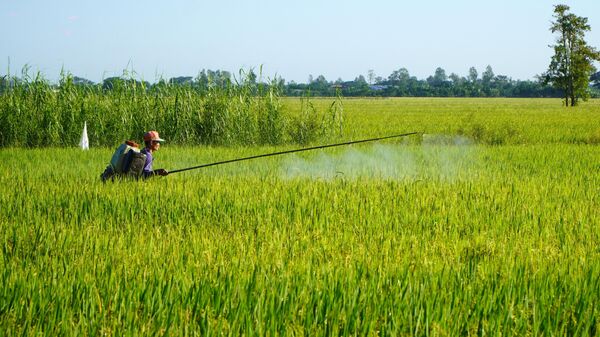 Lúa sốt giá, nông dân Đồng Tháp vừa mừng, vừa lo - Sputnik Việt Nam