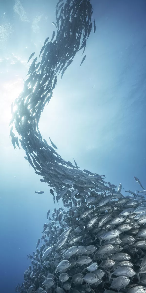 Tác phẩm Jack Fish Art của nhiếp ảnh gia Tây Ban Nha Merche Llobera, người chiến thắng hạng mục Amateur Photographer of the Year, cuộc thi 14th EPSON International Pano Awards Tác phẩm Jack Fish Art của nhiếp ảnh gia Tây Ban Nha Merche Llobera, người chiến thắng hạng mục Amateur Photographer of the Year, cuộc thi 14th EPSON International Pano Awards - Sputnik Việt Nam