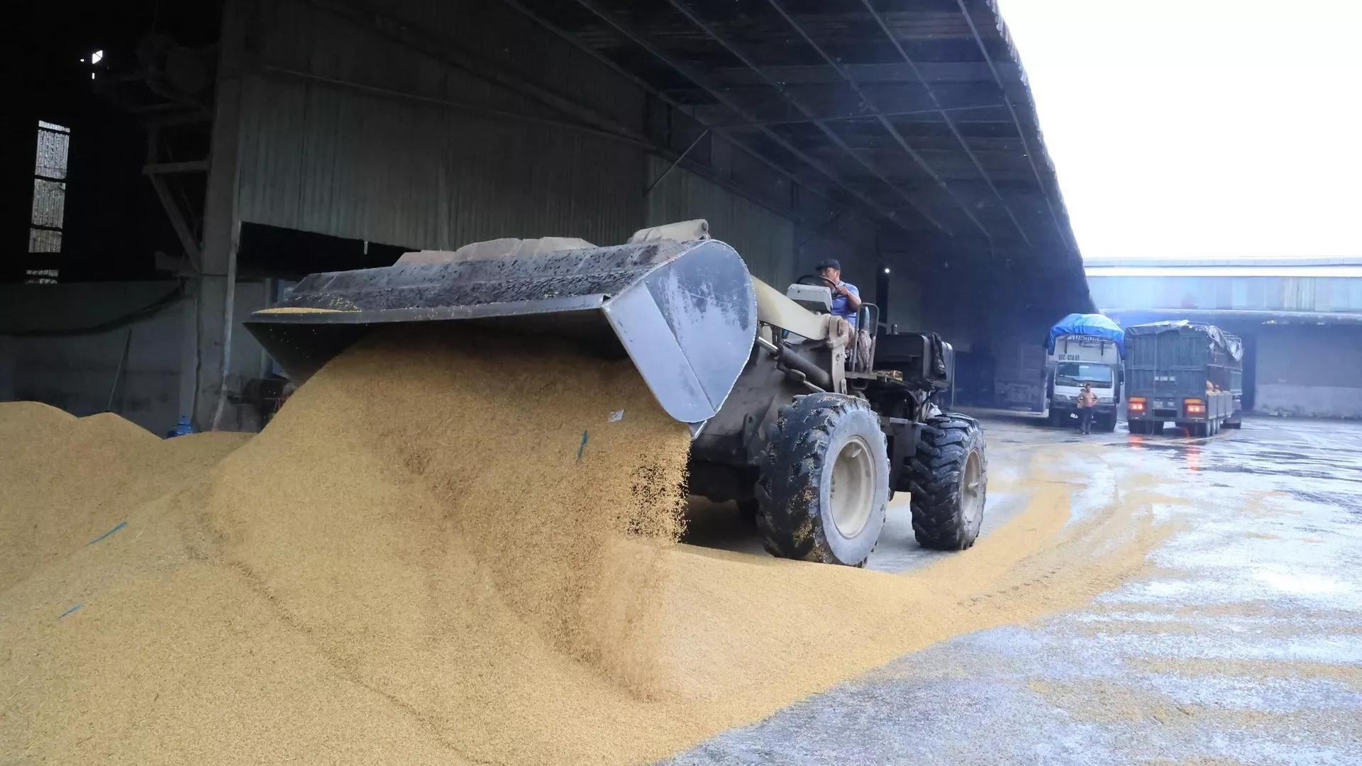 Xe xúc dồn lúa thu mua của bà con nông dân vào nhà máy xay sát của Công ty TNHH Dương Vũ. Xe xúc dồn lúa thu mua của bà con nông dân vào nhà máy xay sát của Công ty TNHH Dương Vũ. - Sputnik Việt Nam, 1920, 19.10.2023
