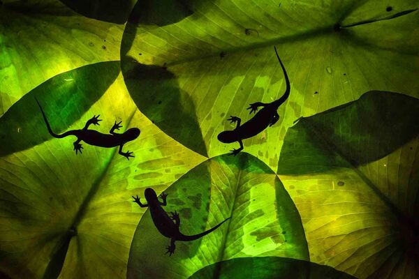 Ảnh «Green triplets» của nhiếp ảnh gia Bỉ Johan de Ridder, đoạt giải Nhì hạng mục Lage Landen trong cuộc thi Nature Photographer of the Year 2023 - Sputnik Việt Nam