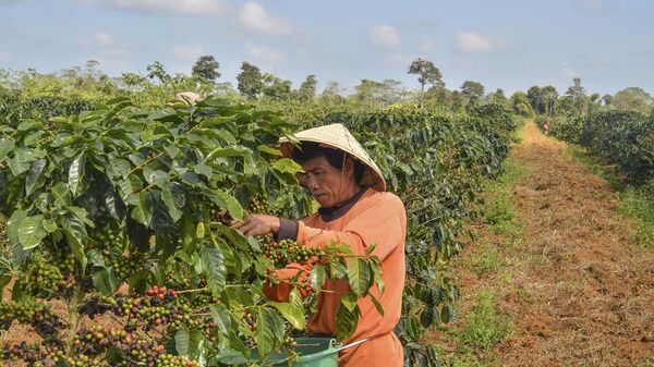 Nông dân tại đồn điền cà phê - Sputnik Việt Nam