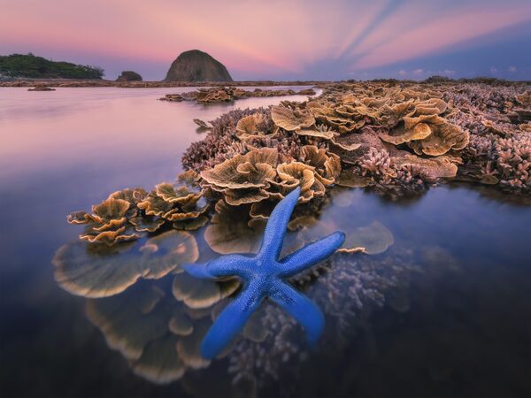 Bức ảnh Flower Garden Of The Sea của nhiếp ảnh gia Việt Nam Cao Kỳ Nhân, lọt vào Top 101 ảnh cuộc thi The 10th International Landscape Photographer of the Year - Sputnik Việt Nam