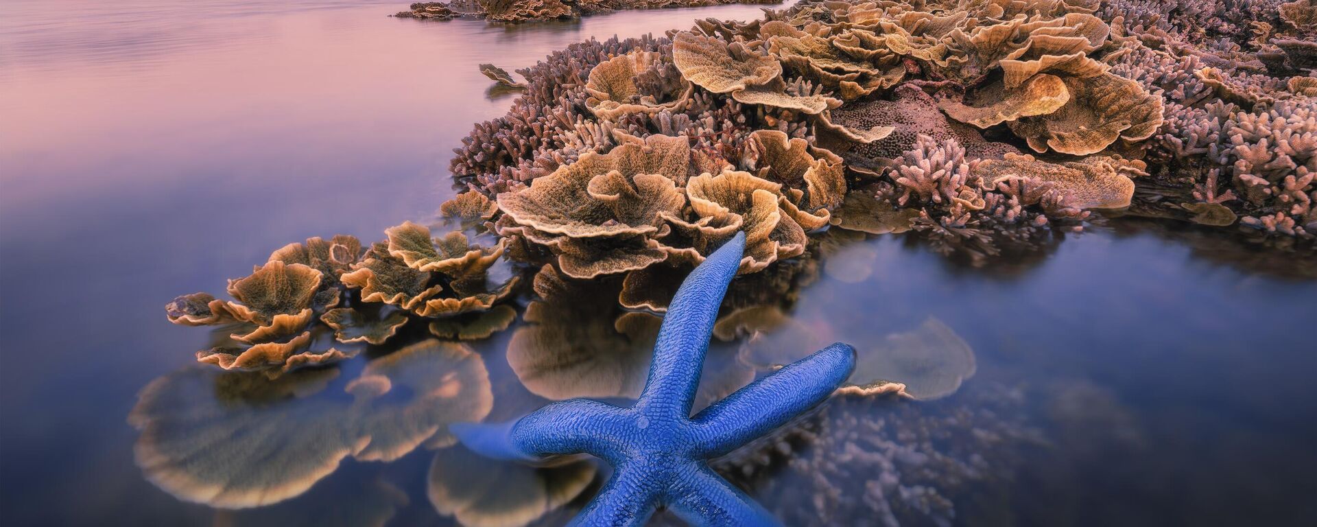 Bức ảnh Flower Garden Of The Sea của nhiếp ảnh gia Việt Nam Cao Kỳ Nhân, lọt vào Top 101 ảnh cuộc thi The 10th International Landscape Photographer of the Year - Sputnik Việt Nam, 1920, 18.12.2023