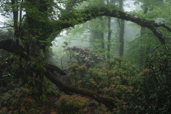 Bức ảnh Forest Treasure của nhiếp ảnh gia Nhật Bản Yutaro Hayashi, lọt vào Top 101 Photographs cuộc thi The 10th International Landscape Photographer of the Year - Sputnik Việt Nam