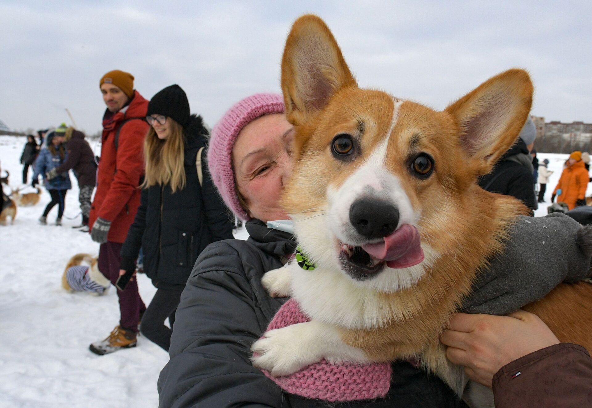 Chó Corgi - Sputnik Việt Nam, 1920, 26.12.2023