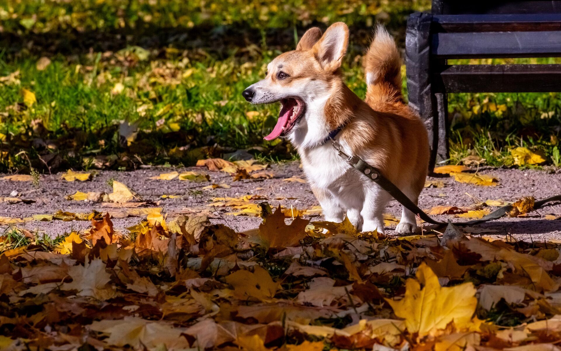 Chó Corgi - Sputnik Việt Nam, 1920, 26.12.2023