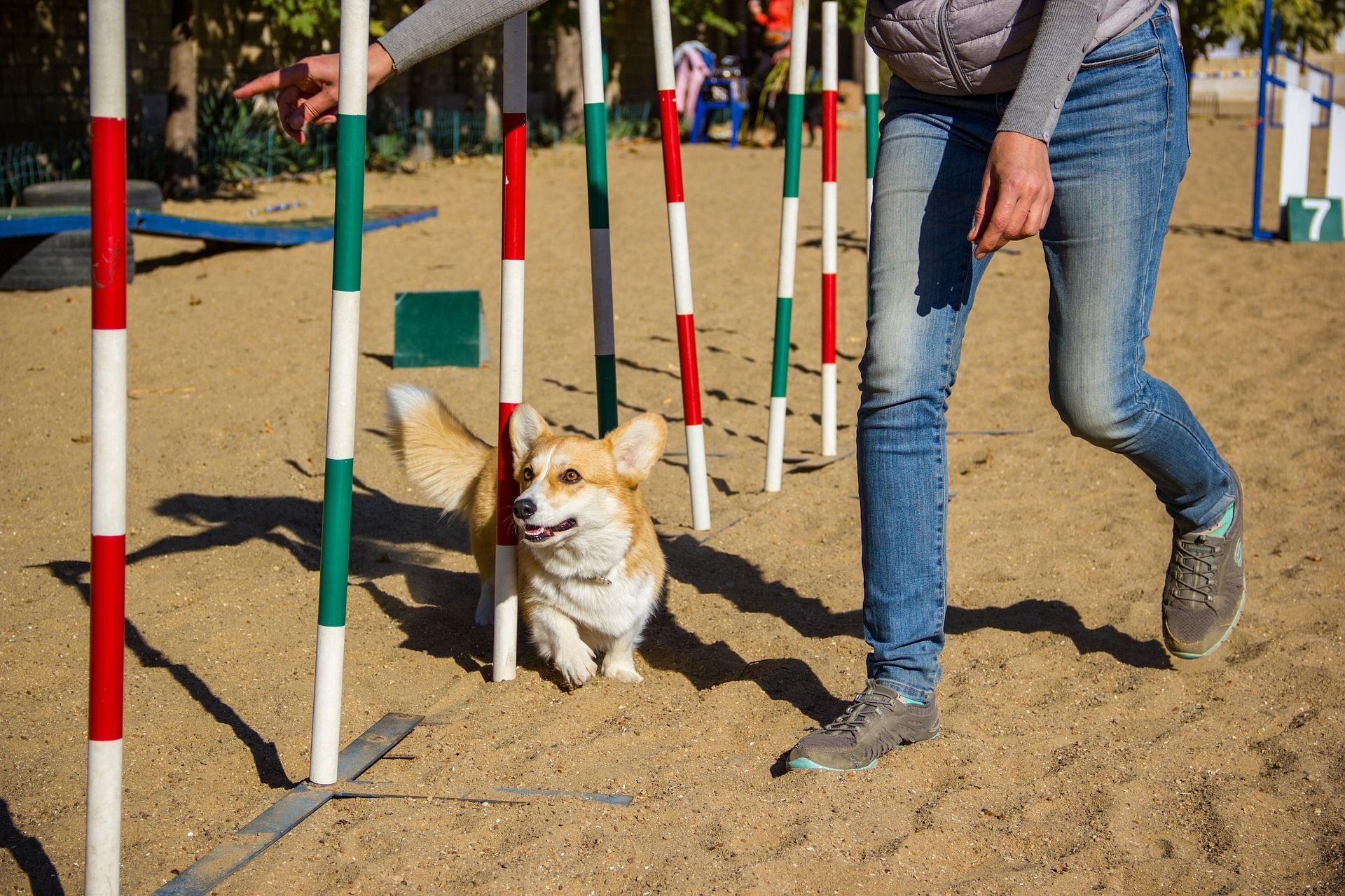 Chó Corgi - Sputnik Việt Nam, 1920, 26.12.2023