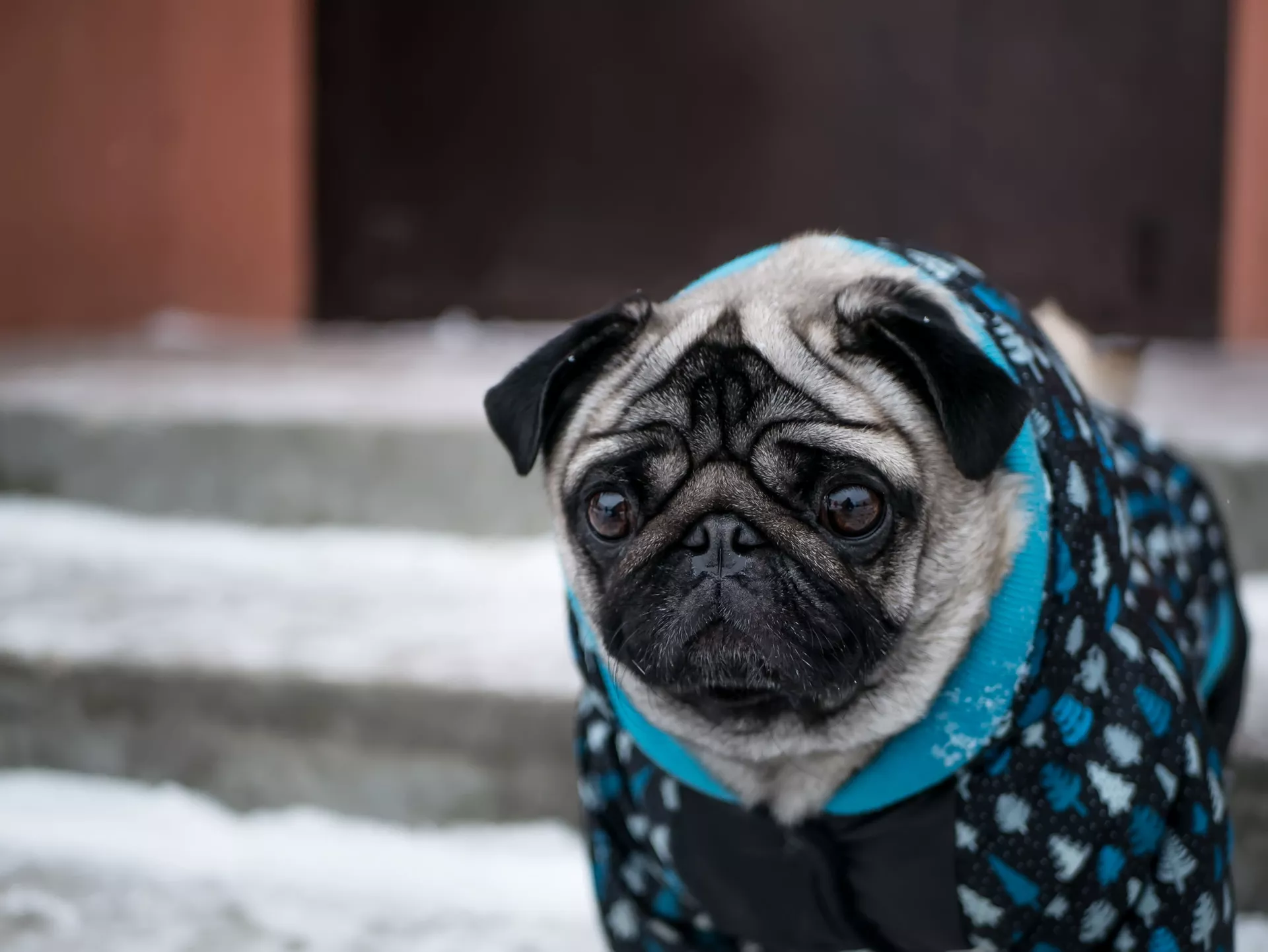 Chú chó pug nhỏ mặc áo liền quần vào mùa đông Chú chó pug nhỏ mặc áo liền quần vào mùa đông - Sputnik Việt Nam, 1920, 16.01.2024