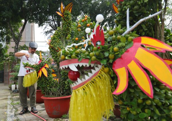 Dịp Tết nguyên đán Giáp Thìn 2024, ngoài các cây quất cảnh với các dáng, thế truyền thống, nhiều nhà vườn còn dành nhiều công sức để uốn, nắn, tạo thành những cây quất, quýt cảnh có hình con rồng với những thế khác nhau như rồng bay, rồng uốn, lượn với nhiều hình thù độc, lạ tung ra thị trường, phục vụ nhu cầu của khách hàng - Sputnik Việt Nam