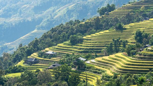 Mùa thu hoạch lúa trên ruộng bậc thang ở Hà Giang, Tây Bắc Việt Nam - Sputnik Việt Nam