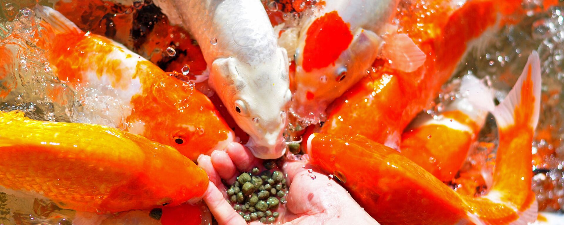 cá chép - Sputnik Việt Nam, 1920, 01.02.2024