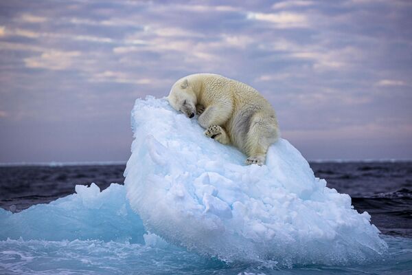 Ice Bed (Cái giường băng) của nhiếp ảnh gia người Anh Nima Sarikhani, lọt vào TOP 5 cuộc thi Wildlife Photographer of the Year People&#x27;s Choice Award. - Sputnik Việt Nam