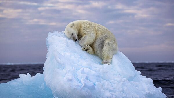 Ice Bed (Cái giường băng) của nhiếp ảnh gia người Anh Nima Sarikhani, lọt vào TOP 5 cuộc thi Wildlife Photographer of the Year People's Choice Award.  - Sputnik Việt Nam