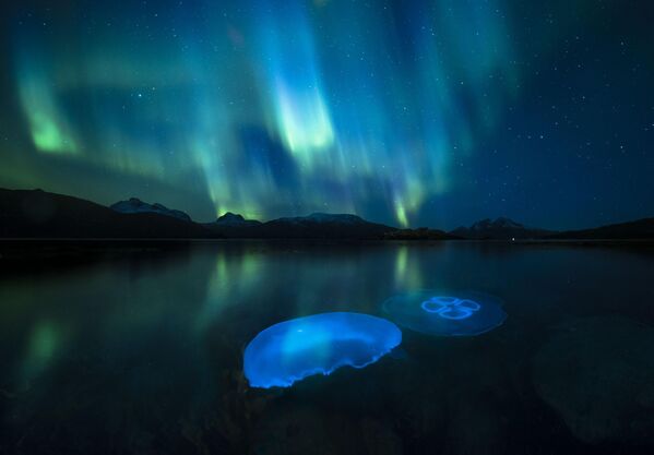 Bức ảnh Aurora Jellies (Thạch cực quang) của nhiếp ảnh gia người Na Uy Audun Rikardsen, lọt vào TOP 5 cuộc thi Wildlife Photographer of the Year People&#x27;s Choice Award. - Sputnik Việt Nam