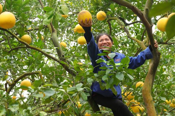 Muôn sắc hoa chào đón Xuân Giáp Thìn - Sputnik Việt Nam