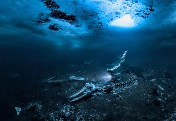 Bức ảnh Whale bones (Xương cá voi) của nhiếp ảnh gia Thụy Điển Alex Dawson, chiến thắng cuộc thi Nhiếp ảnh gia dưới nước năm 2024 Bức ảnh Whale bones (Xương cá voi) của nhiếp ảnh gia Thụy Điển Alex Dawson, chiến thắng cuộc thi Nhiếp ảnh gia dưới nước năm 2024
