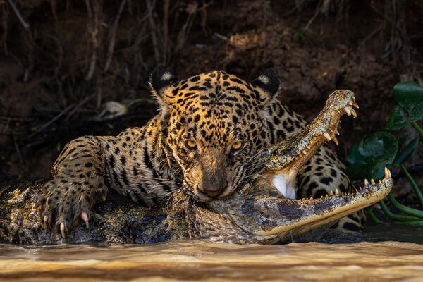 Bức ảnh Caiman Crunch (Caiman mong manh) của nhiếp ảnh gia Anh Ian Ford, người chiến thắng hạng mục Open Natural World &amp; Wildlife (Thế giới tự nhiên và động vật hoang dã mở rộng) tại 2024 Sony World Photography Awards - Sputnik Việt Nam