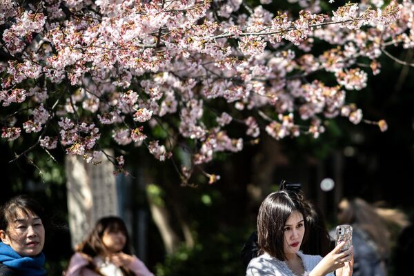 Hoa anh đào nở rộ ở Tokyo - Sputnik Việt Nam