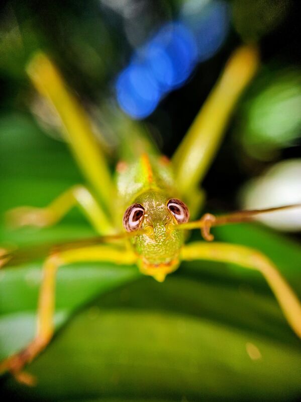 Ảnh Beyond the Green của tác giả Hollyn Johnson, giải Nhất hạng mục Macro &amp; Details trong cuộc thi 13th MPA Photographer of the year. - Sputnik Việt Nam