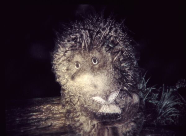 Chú nhím trong Sương, (Hedgehog in the Fog 1975). Đạo diễn Yuriy Noróhtein.Một trong những phim hoạt hình nổi tiếng nhất thế giới, kể về cuộc phiêu lưu của chú Nhím nhỏ. Trên đường đến thăm người bạn Gấu của mình, chú Nhím nhỏ bị lạc và đối mặt với những hiện tượng và suy nghĩ đáng kinh ngạc.Phim hoạt hình “Chú nhím trong Sương” đã giành được hơn 35 giải thưởng quốc tế.Năm 2003, hai bộ phim hoạt hình “Chú nhím trong Sương” (Hedgehog in the Fog) và “Truyện cổ tích” (Tale of Tales) được người Nhật vinh danh là những bộ phim hay nhất trong lịch sử hoạt hình. - Sputnik Việt Nam