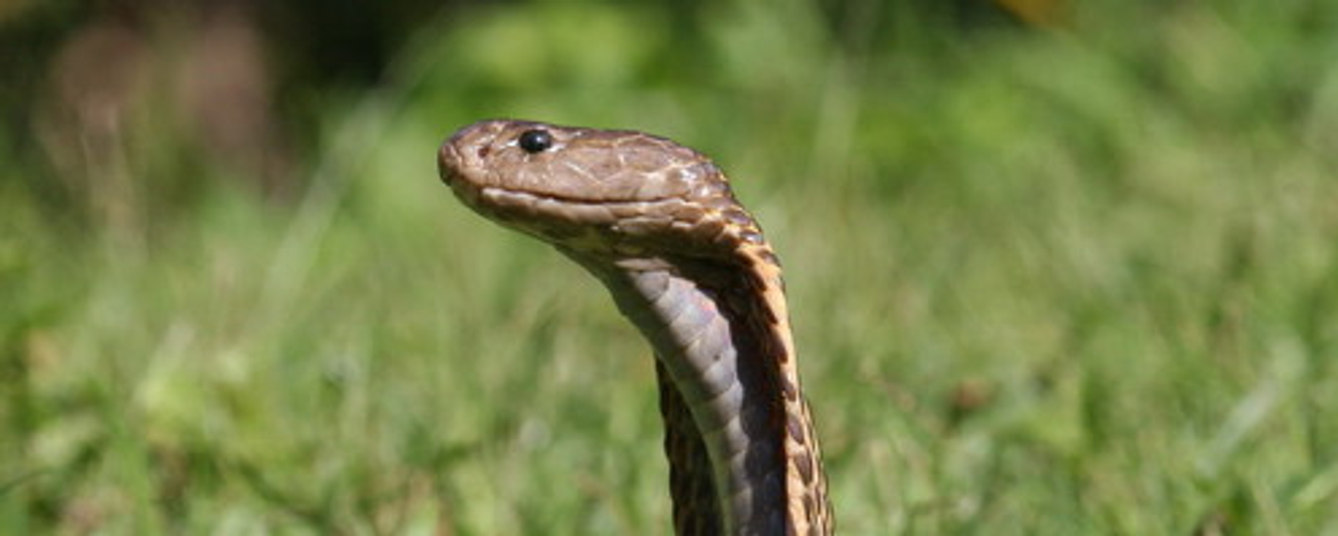 Rắn hổ mang Philippines - Sputnik Việt Nam, 1920, 07.07.2024