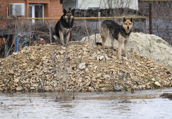 Chú chó trên con phố ngập nước ở thị trấn Ovchinny, tỉnh Orenburg - Sputnik Việt Nam