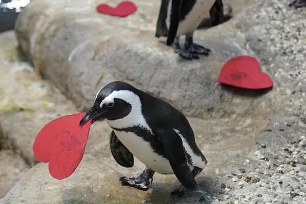 Chim cánh cụt châu Phi mang theo tấm thiệp valentine hình trái tim, Viện Hàn lâm Khoa học California ở San Francisco, Mỹ - Sputnik Việt Nam