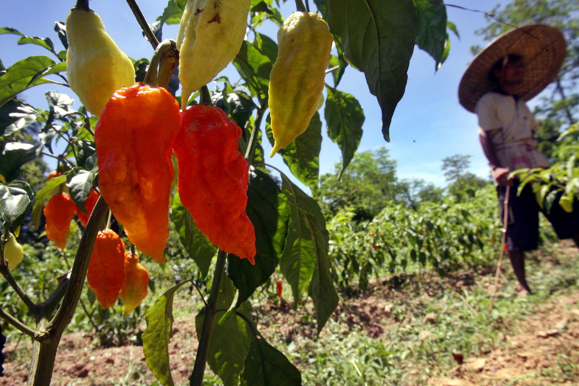 Ghost Pepper (Bhut Jolokia) - Sputnik Việt Nam, 1920, 06.05.2024