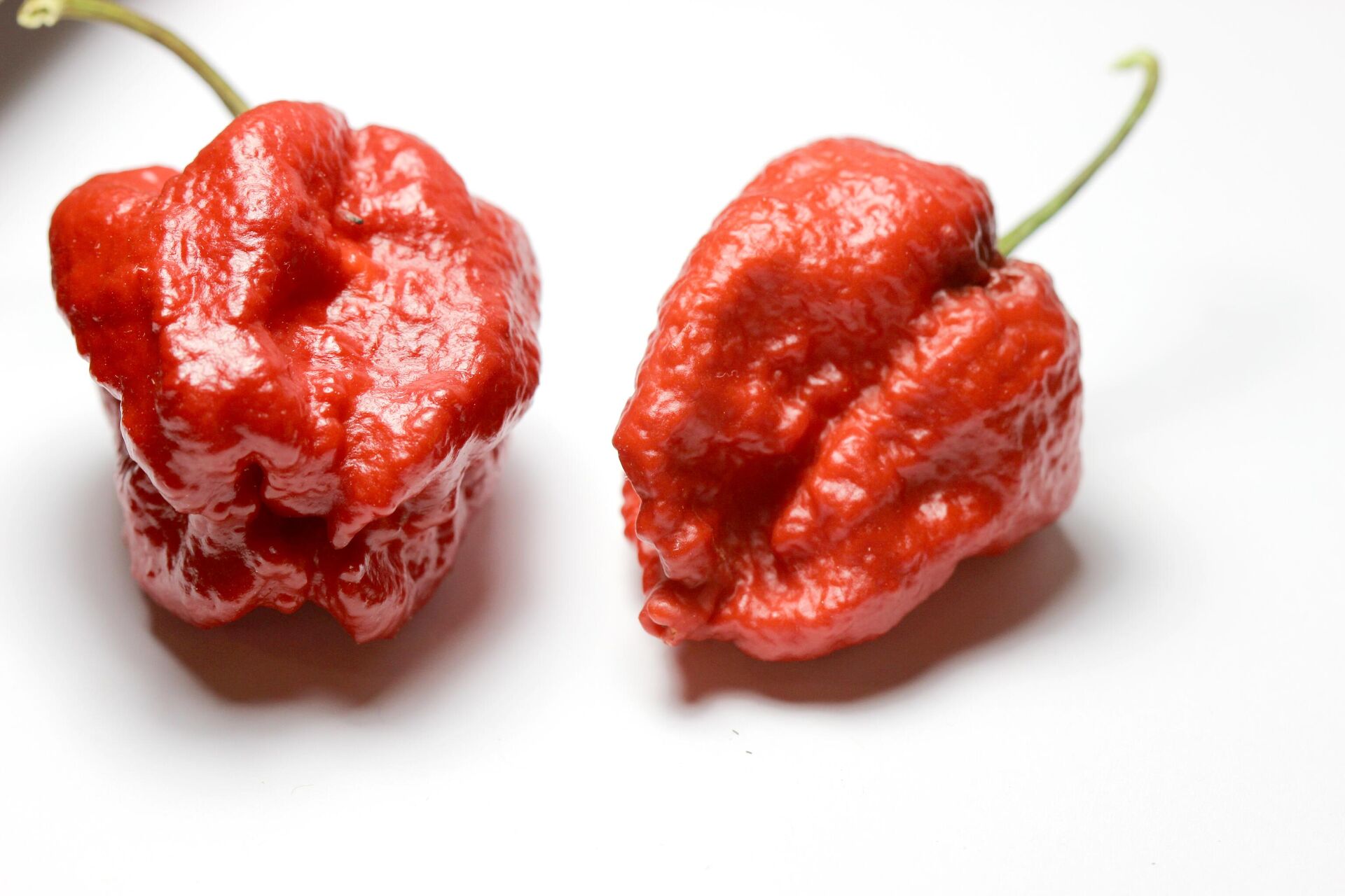 Trinidad Moruga Scorpion - Sputnik Việt Nam, 1920, 06.05.2024