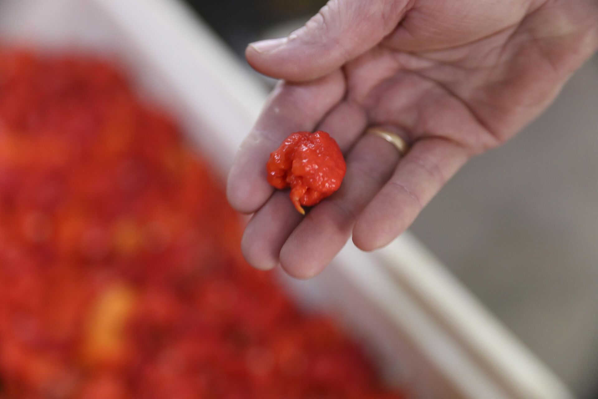 Carolina Reaper  - Sputnik Việt Nam, 1920, 06.05.2024