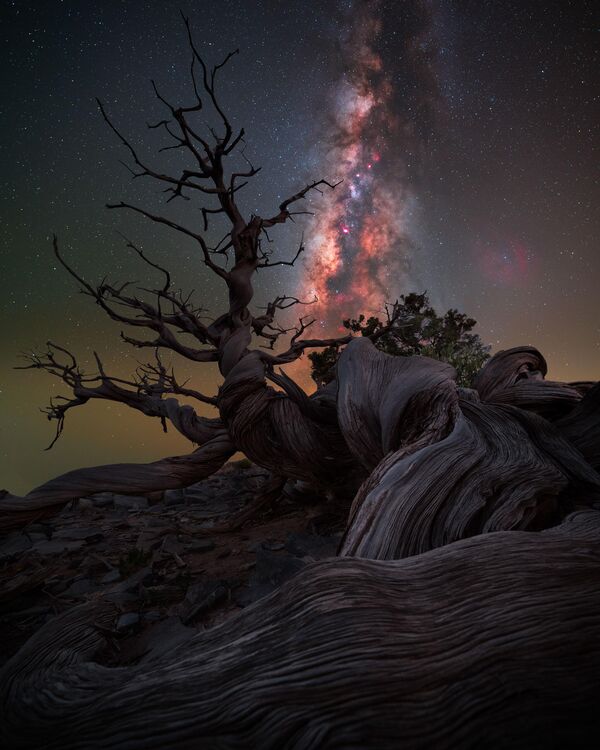 Ảnh Mother Juniper cuả nhà nhiếp ảnh Benjamin Barakat, lọt vào danh sách 25 Ảnh tốt nhất của cuộc thi 2024 Milky Way Photographer of the Year - Sputnik Việt Nam