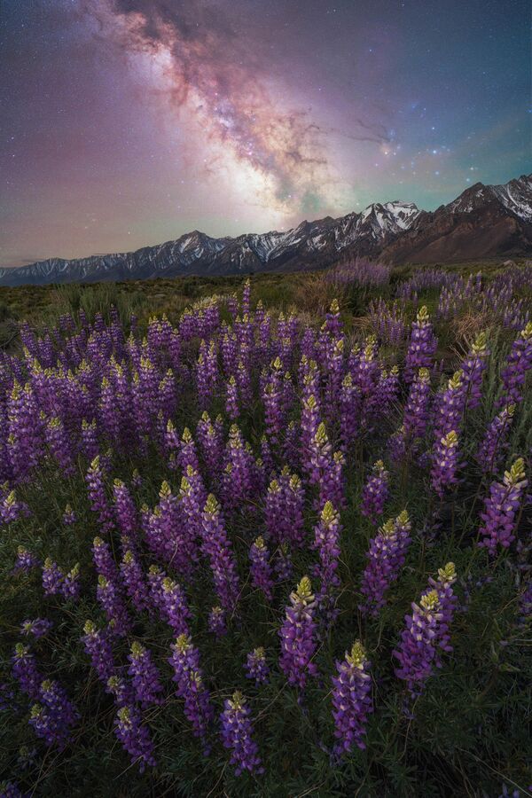 Ảnh Lupine Dreams cuả nhà nhiếp ảnh Brandt Ryder, lọt vào danh sách 25 Ảnh tốt nhất của cuộc thi 2024 Milky Way Photographer of the Year - Sputnik Việt Nam