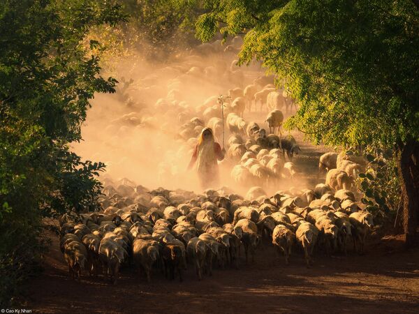 Sheep Farming of the Cham People của nhiếp ảnh gia Việt Nam Cao Kỳ Nhân, đoạt giải 2 hạng mục Student Food Photographer of the Year supported by the Royal Photographic Society, cuộc thi Pink Lady® Food Photographer of the Year 2024 - Sputnik Việt Nam