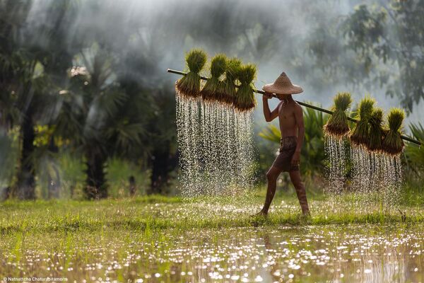 A Day in the Field của nhiếp ảnh gia Thái Lan Natnattcha Chaturapitamorn, người chiến thắng hạng mục Tenderstem® Bring Home the Harvest , cuộc thi 2024 Pink Lady® Food Photographer of the Year - Sputnik Việt Nam