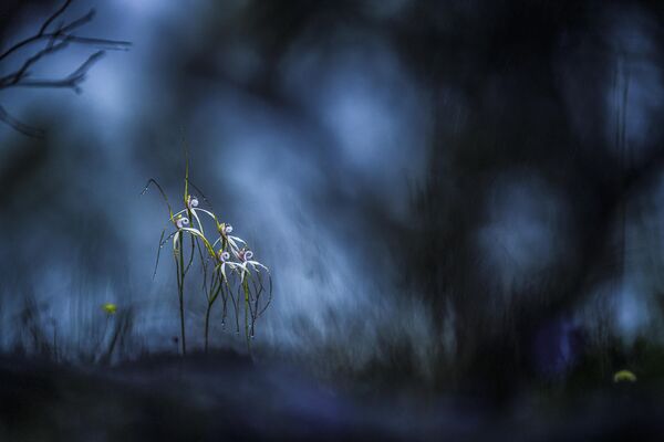 Ảnh &quot;March of the Spider Orchid&quot; (&quot;Tháng 3 hoa lan nhện&quot;) của Georgina Steytler, người vào chung kết hạng mục &quot;Landscapes, Waterscapes, &amp; Flora&quot; (Phong cảnh, Phong cảnh nước và Thực vật) tại BigPicture Natural World Photography 2024 - Sputnik Việt Nam