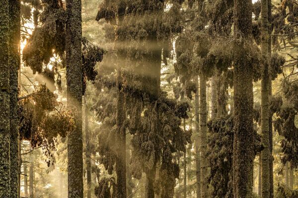 Ảnh “The Forest of the Monarchs” (“Khu rừng các vị vua”) của Jaime Rojo, người chiến thắng cuộc thi BigPicture Natural World Photography 2024 - Sputnik Việt Nam