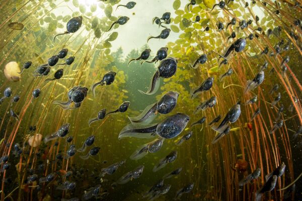 Ảnh “Tadpole Migration” (“Cuộc di cư của nòng nọc”) của nhiếp ảnh gia Shane Gross, người chiến thắng hạng mục “Aquatic Life” (“Đời sống dưới nước”) tại cuộc thi BigPicture Natural World Photography 2024 - Sputnik Việt Nam