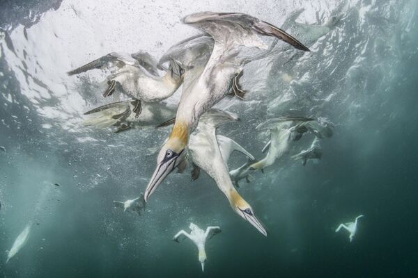 Ảnh “Underwater Harmony and Chaos” (“Sự hài hòa và hỗn loạn dưới nước”) của Franco Banfi, người chiến thắng hạng mục “Winged Life” (“Cuộc sống có cánh”) tại BigPicture Natural World Photography 2024 - Sputnik Việt Nam