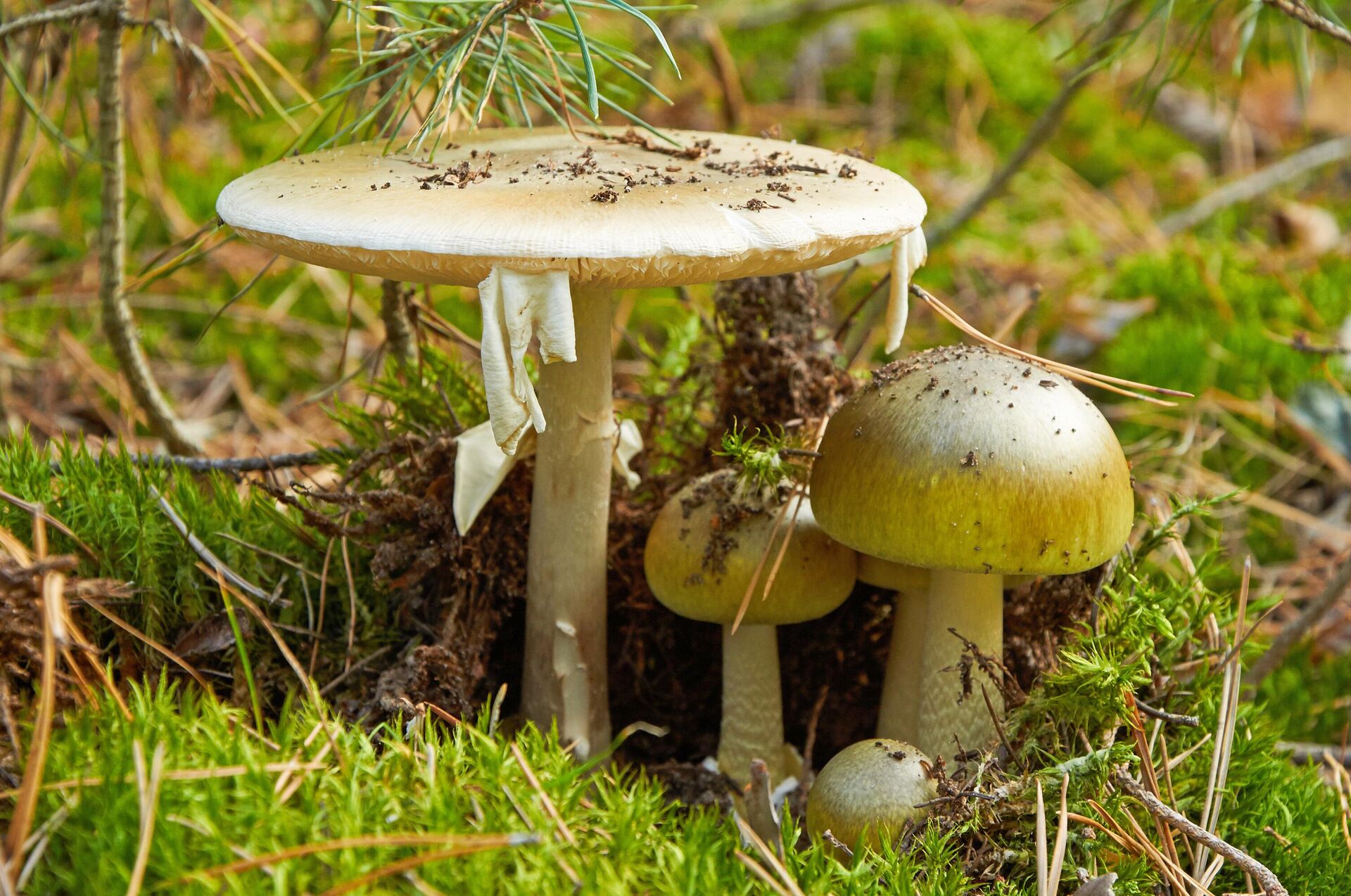 Nấm mũ tử thần (Amanita phalloides) - Sputnik Việt Nam, 1920, 04.09.2024