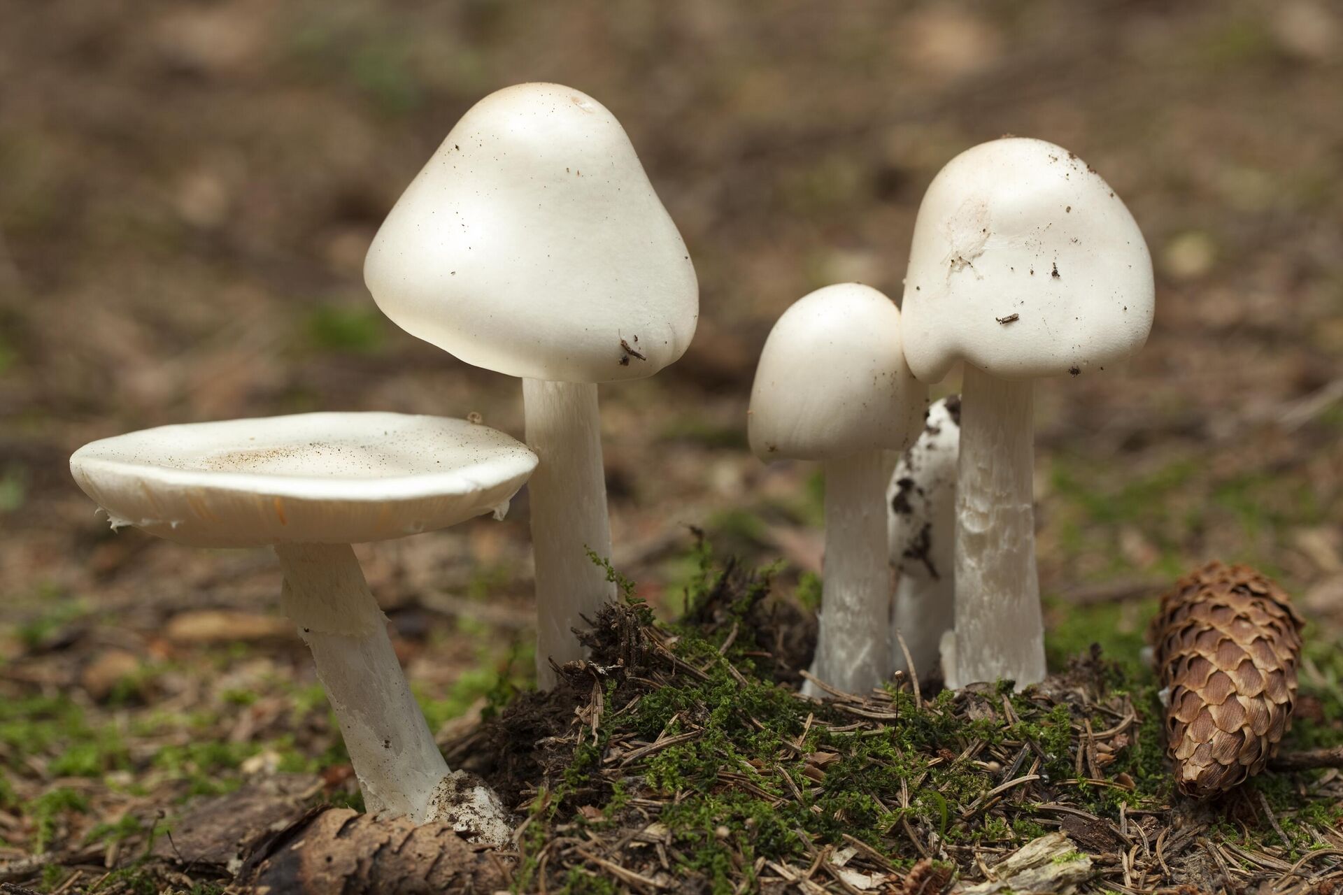 Nấm độc trắng hình nón (Amanita virosa) - Sputnik Việt Nam, 1920, 04.09.2024