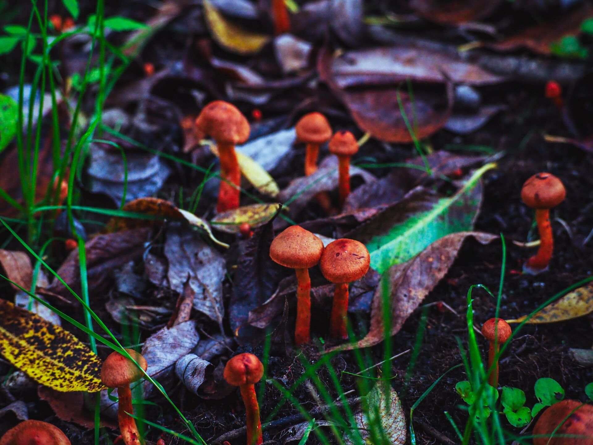 Nấm Deadly Webcap (Cortinarius rubellus) - Sputnik Việt Nam, 1920, 04.09.2024